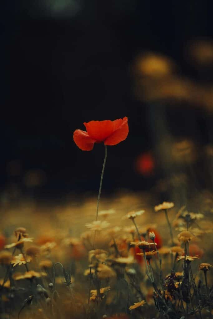 Le chemin du deuil Nathalie Tombal 1 photo coquelicot